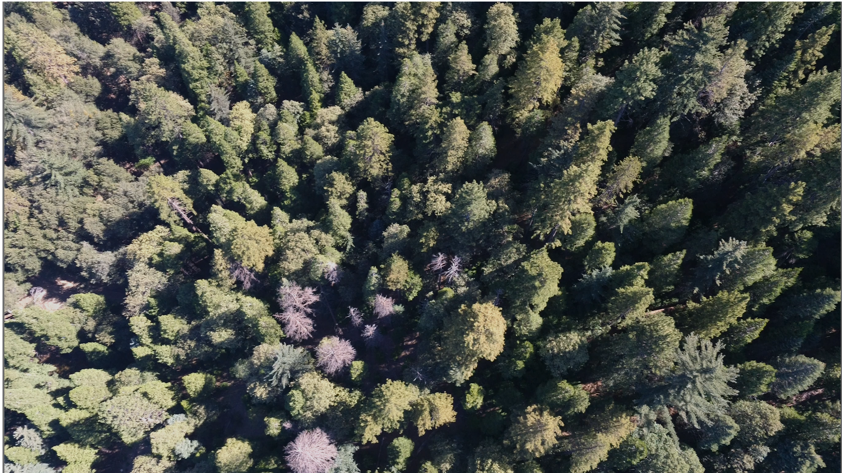 Forest landscape at True North Retreat in Cedarpines Park, California